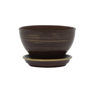 Бонсайница Глянец Шоколад-Золото