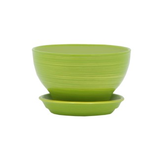 Бонсайница Глянец Салатовый-Золото