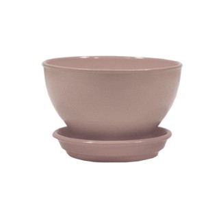 Бонсайница Глянец Аметист