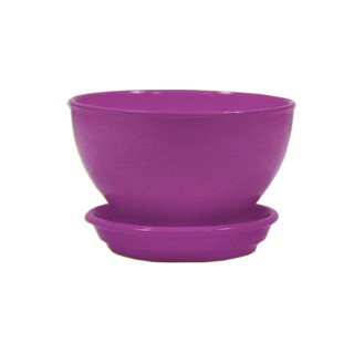 Бонсайница Глянец Фуксия