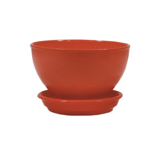 Бонсайница Глянец Красный