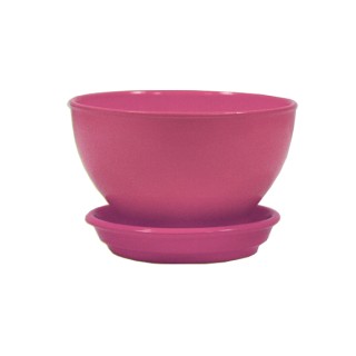 Бонсайница Глянец Малиновый