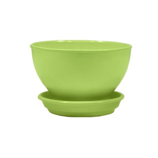 Бонсайница Глянец Салатовый