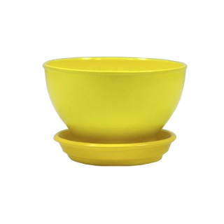 Бонсайница Глянец Желтый