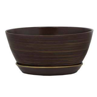 Бонсайница Новая Глянец Шоколад-Золото