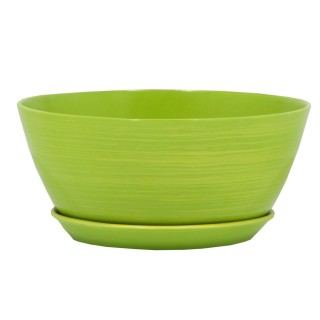 Бонсайница Новая Глянец Салатовый-Золото