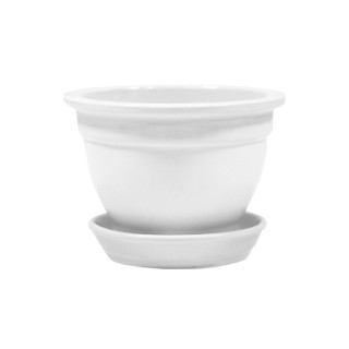 Фиалка Глянец Белая