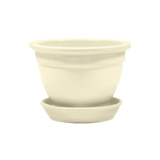 Фиалка Глянец Бежевая