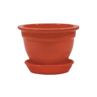 Фиалка Глянец Красная