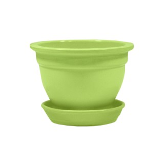 Фиалка Глянец Салатовая