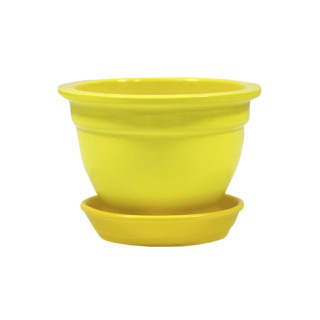 Фиалка Глянец Желтая