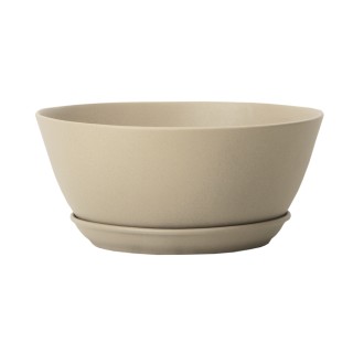 Бонсайница Новая Крошка Бежевый